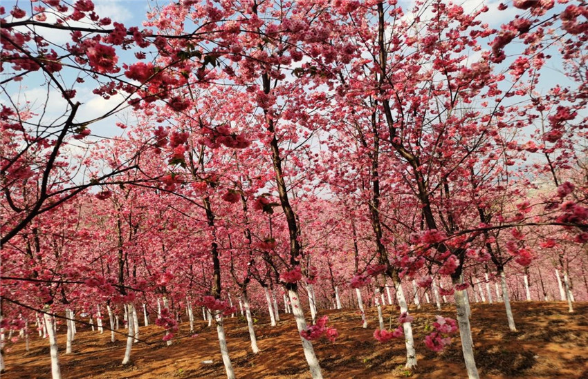 365速发国际(中国)官方网站